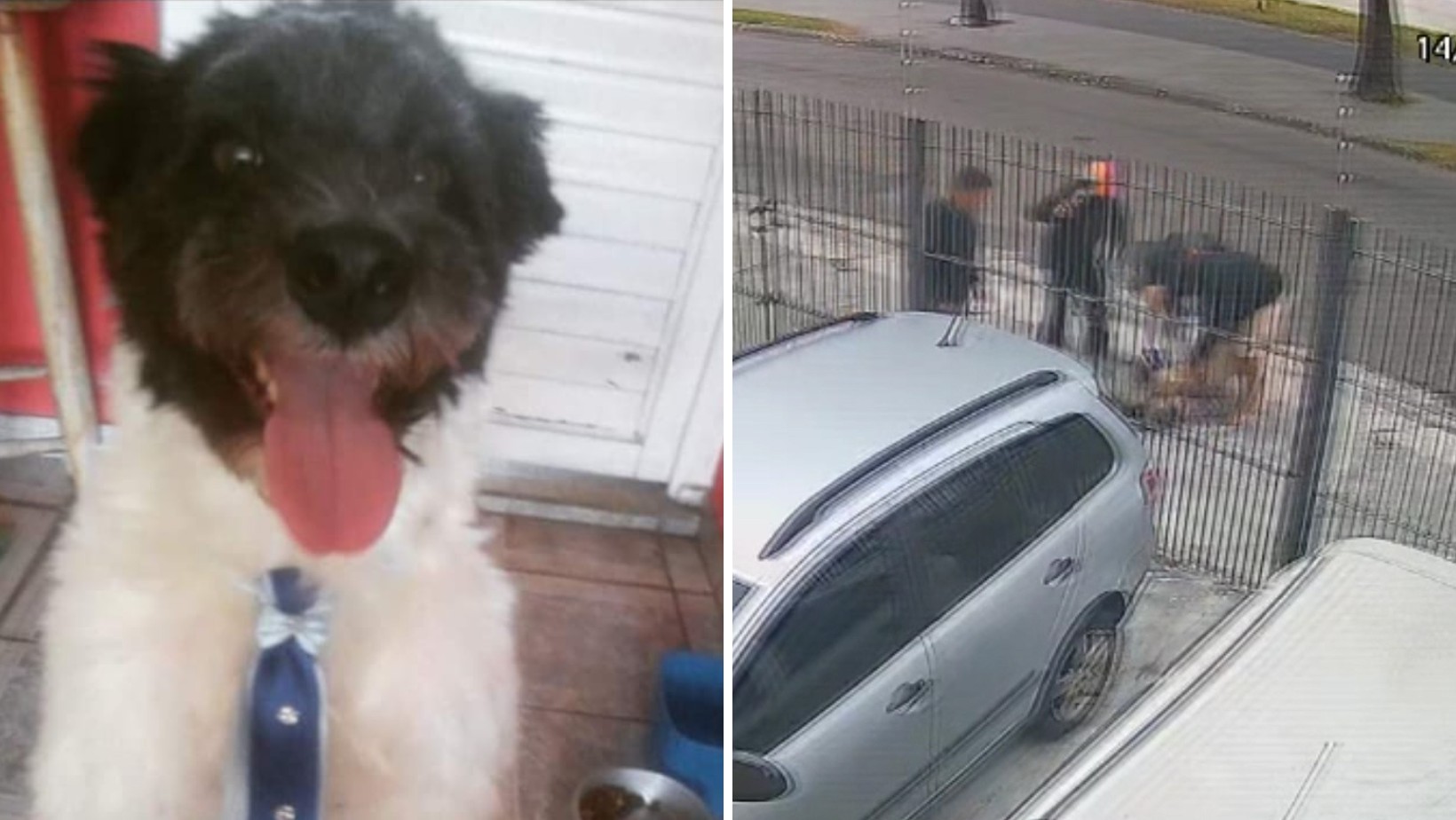 VÍDEO: Cachorro vira-lata é atacado por pitbull sem focinheira em São José; polícia faz buscas por tutor
