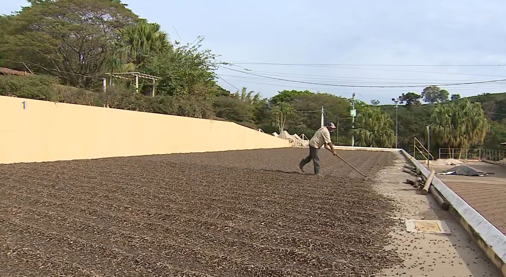 Tarifaço de Trump: como taxação de 50% impacta produção de café na região de Campinas 