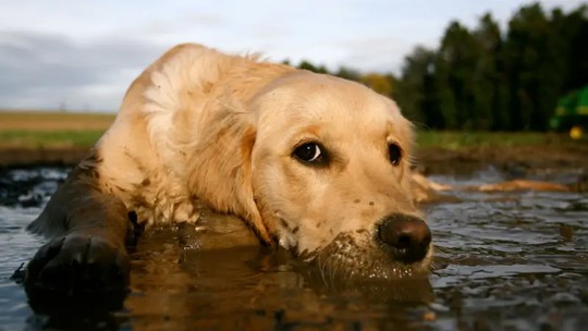 Como pets melhoram nossa imunidade - Acredita-se que conviver com animais tenha efeitos profundos na nossa imunidade — reduzindo potencialmente o risco de alergias, eczema e até mesmo condições autoimunes.