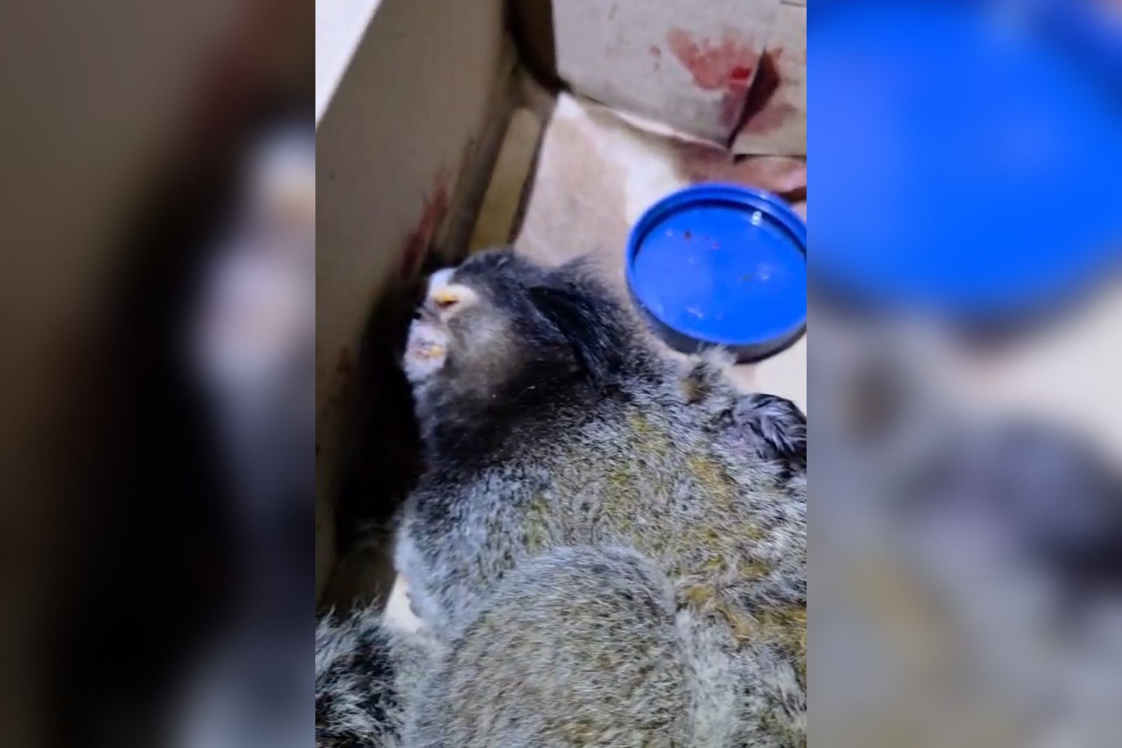 Sagui-de-tufos-pretos dá à luz dentro de viatura da GCM durante resgate em Piedade