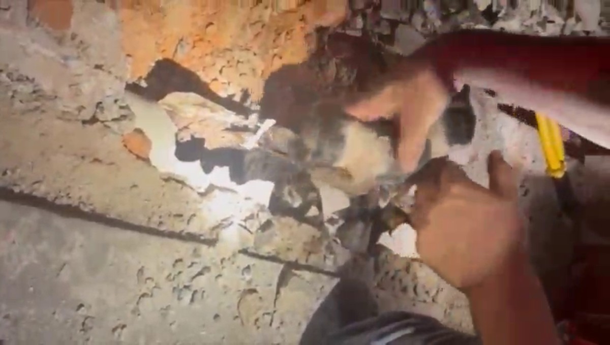 Bombeiros resgatam filhotes de cães presos em tubulação de água no interior de SP