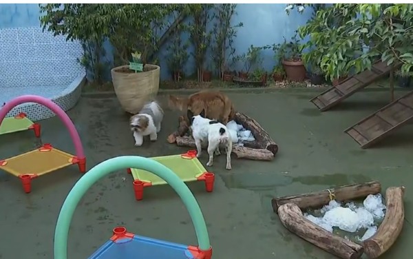 BOLHA DE CALOR: Saiba como cuidar do seu pet em dias muito quentes