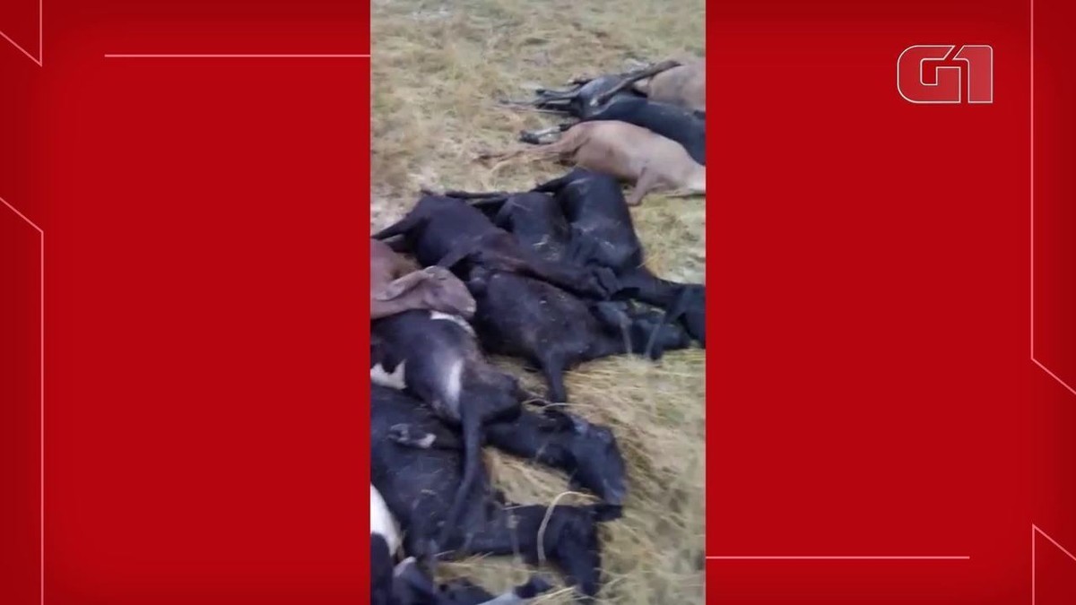 CEARÁ – Raio mata cavalo durante chuva em Alto Santo « Sobral Agora – De  Sobral para o Mundo