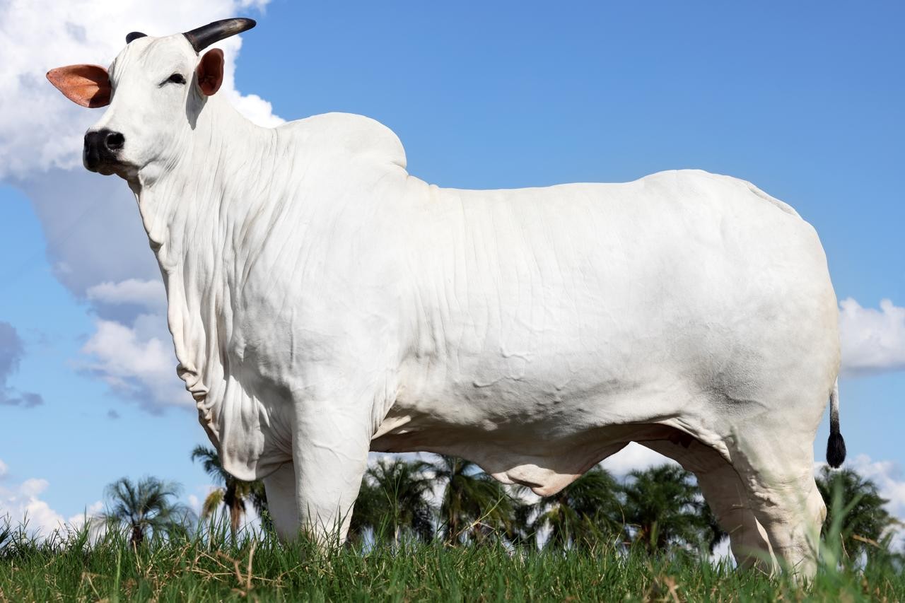 Duas vacas mais valiosas do Brasil custam juntas cerca de R$ 36 milhões; entenda por que são tão caras