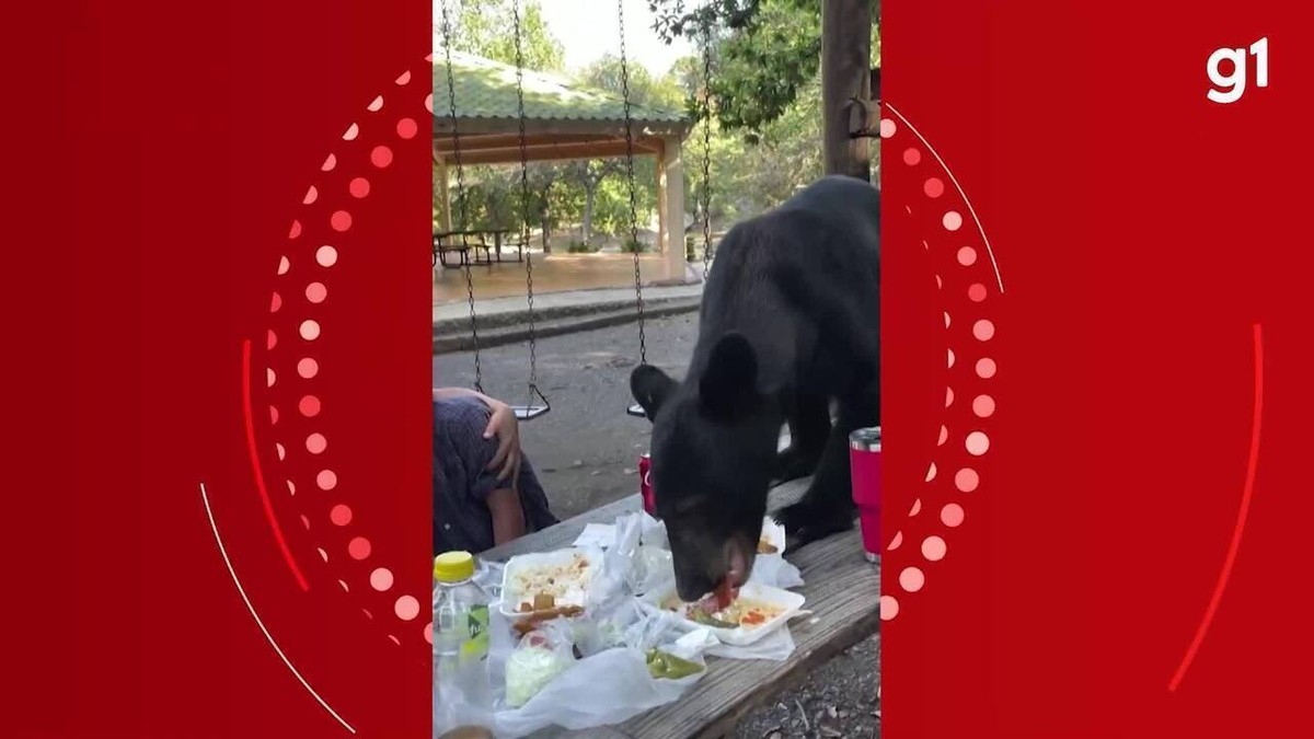 Urso invade piquenique de família e come toda comida no México