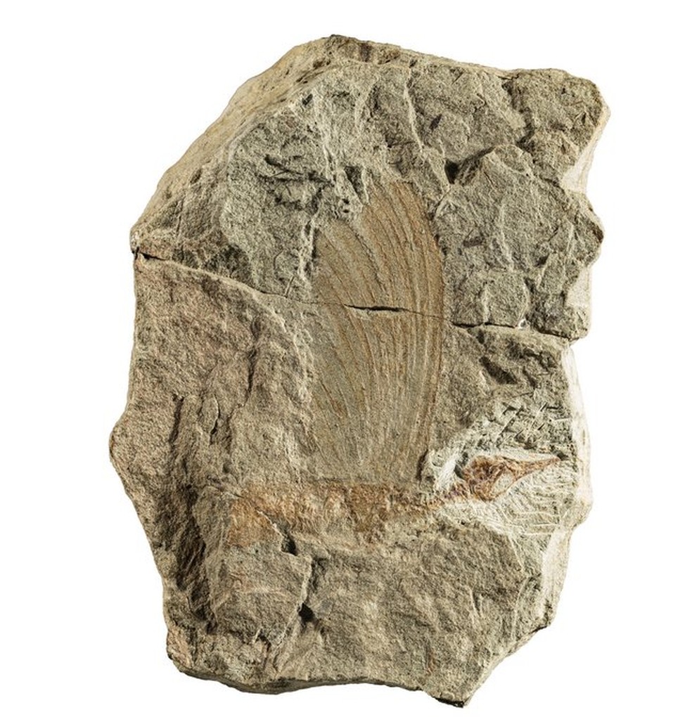 Fóssil tem mais de 200 milhões de anos — Foto: Museu de História Natural