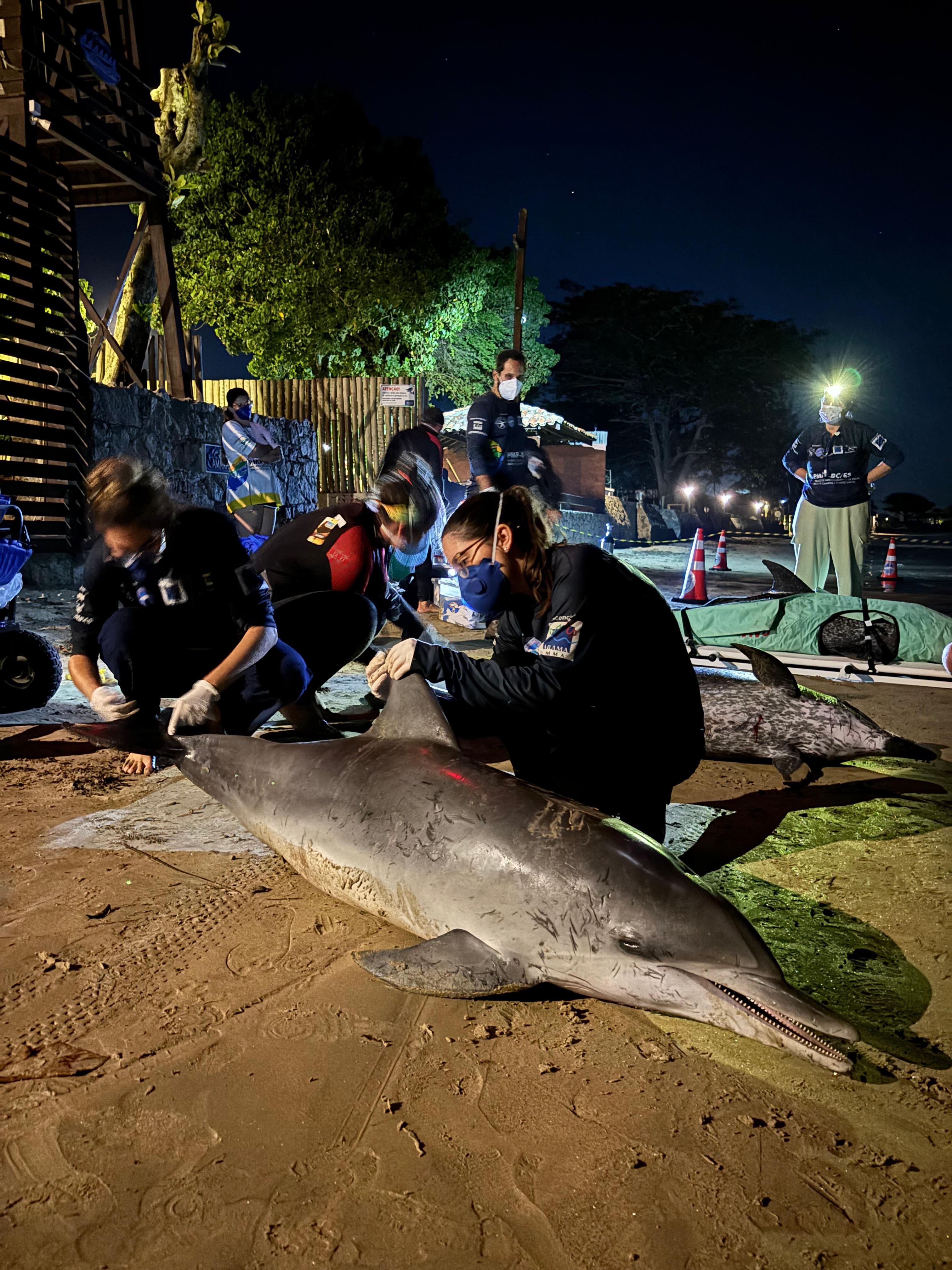 Cerca de 20 golfinhos encalharam em praia de Búzios; três animais morreram