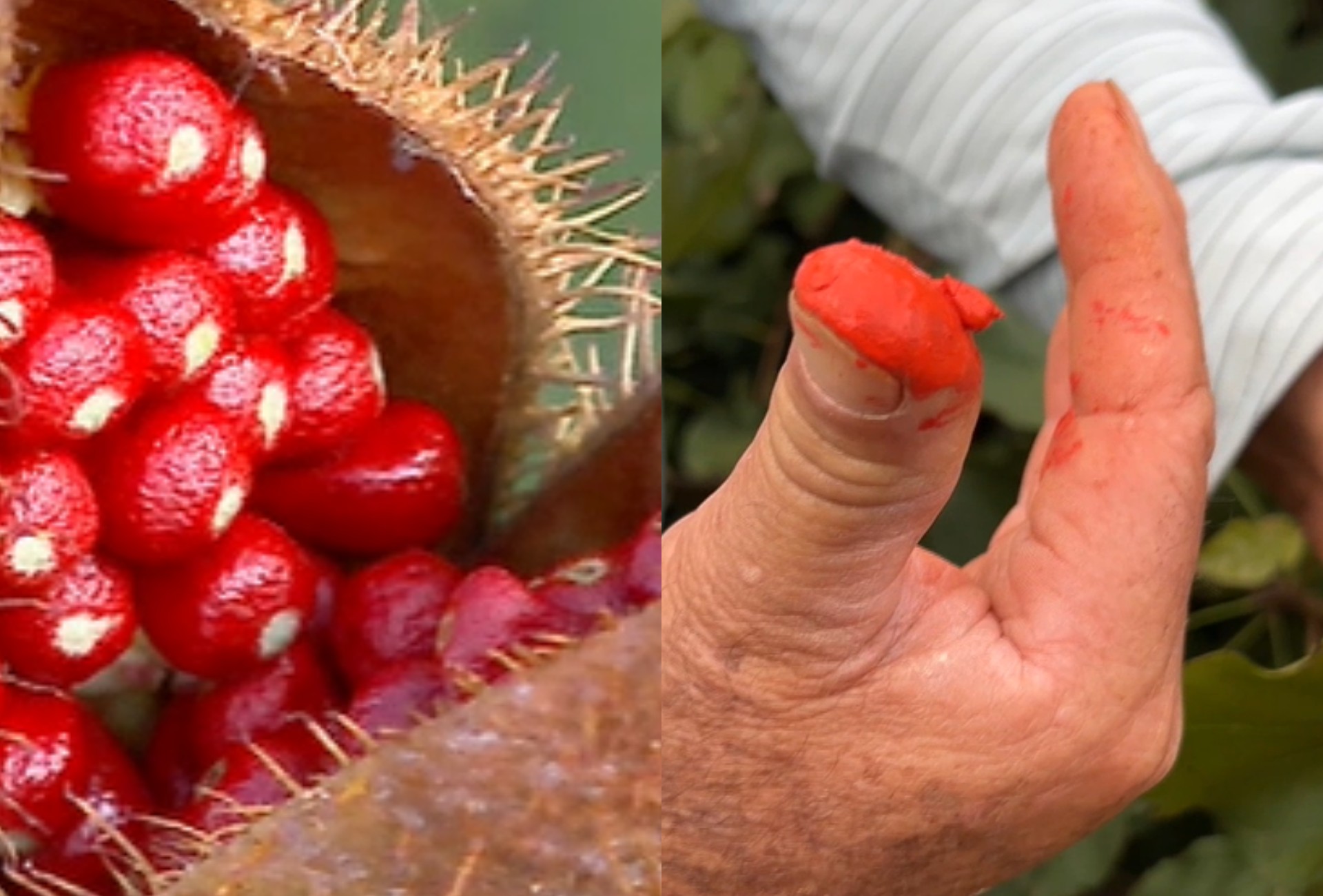 O fruto que dá cor ao colorau e virou alternativa à soja e ao milho no agro de MS