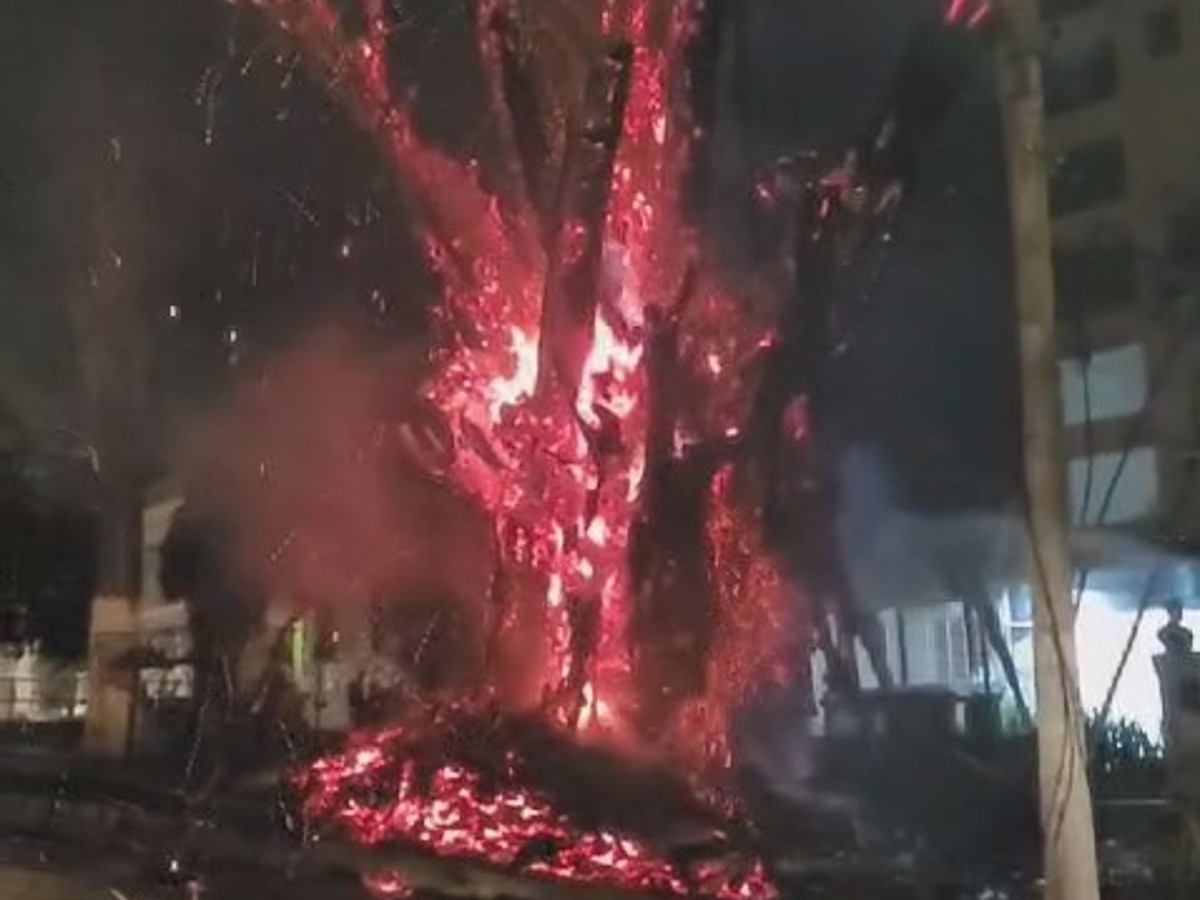 VÍDEO: Árvore histórica é tomada pelas chamas no Centro de Nova Serrana; fogo chegou a 10 metros de altura