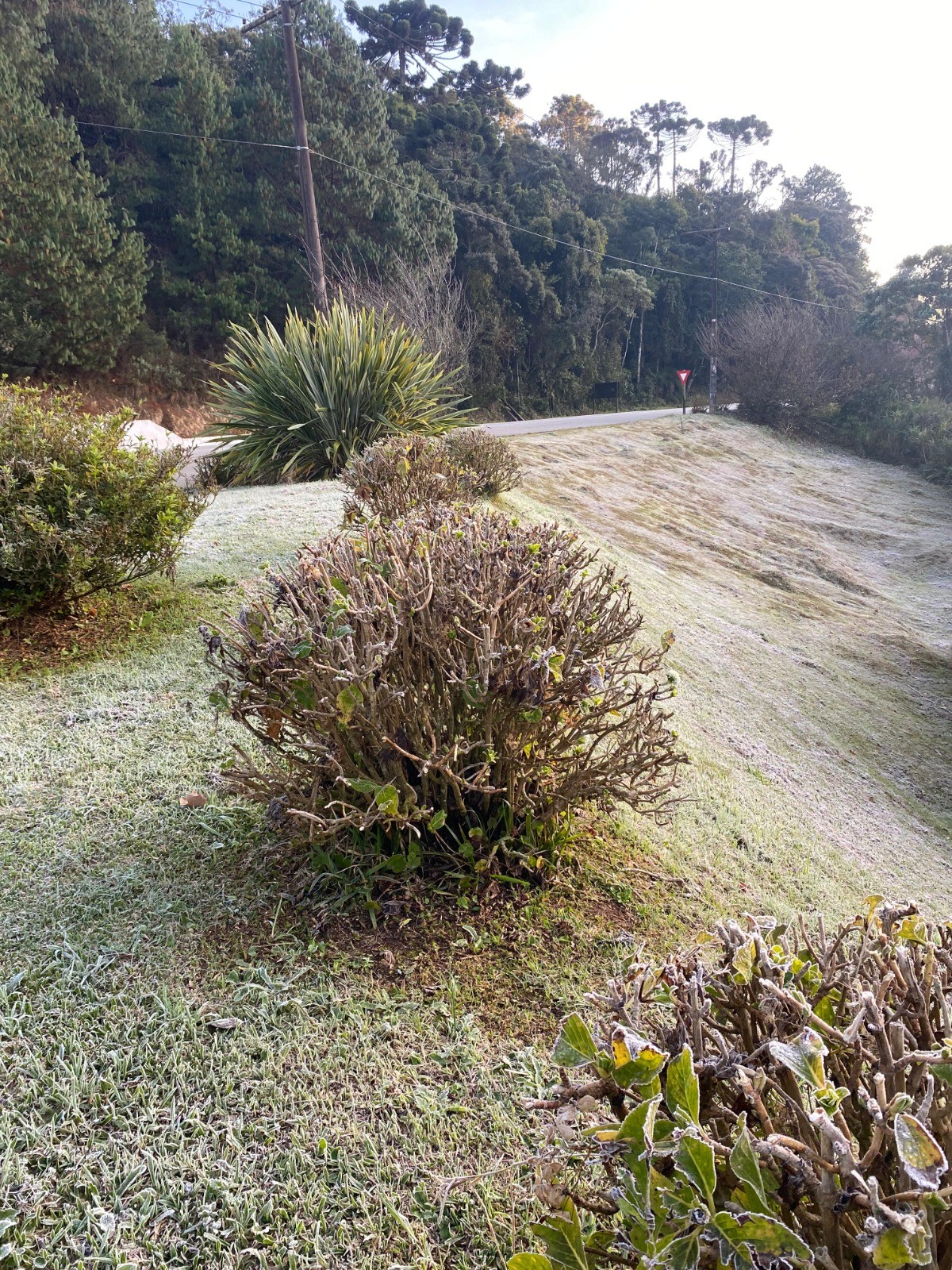 Campos do Jordão tem geada e novo recorde de frio com 1,2°C