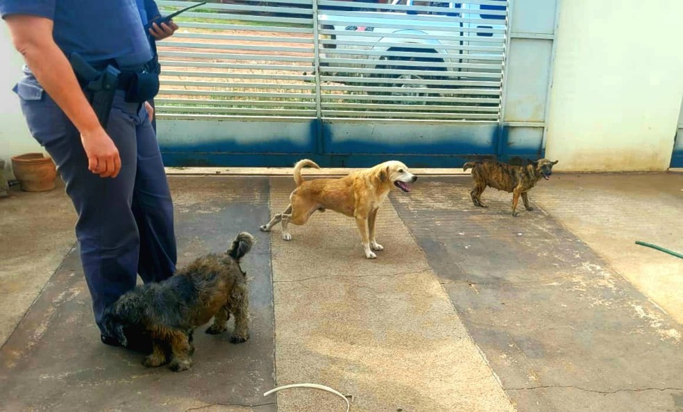 Cães vítimas de maus-tratos foram resgatados em Presidente Epitácio (SP) — Foto: Polícia Militar Ambiental
