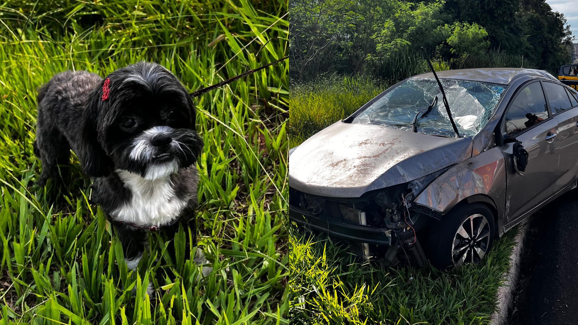 Motorista capota carro com duas crianças após cachorro pular no colo dela, no Paraná