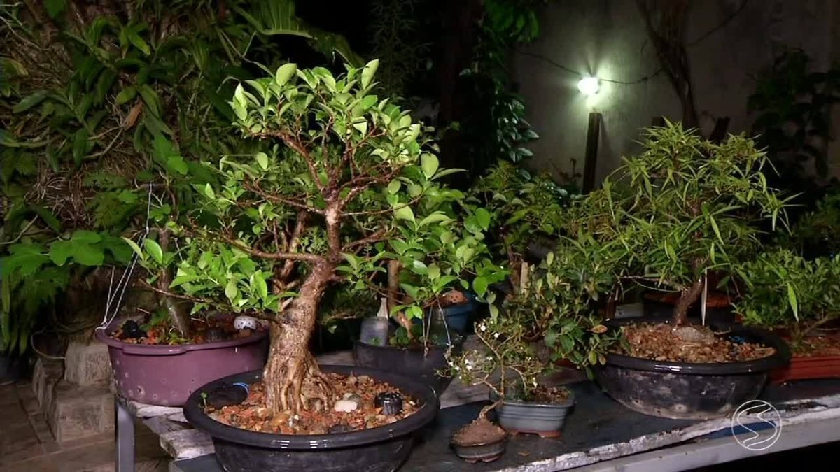 Cultivo de bonsais tem atraído cada vez mais interessados em Volta