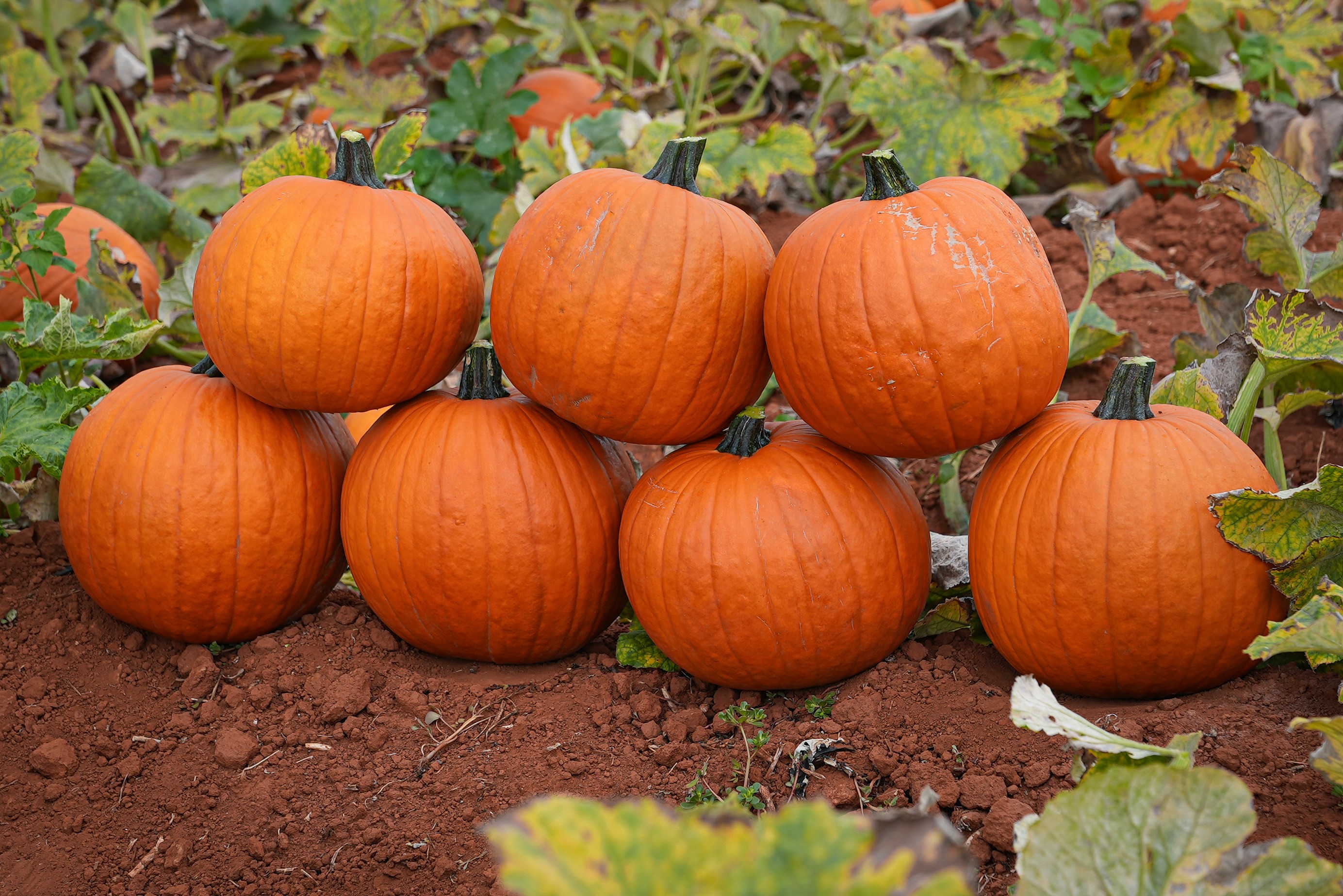 Estrela do Halloween, abóbora não é exclusiva dos EUA e celebração não foi criada pelos norte-americanos