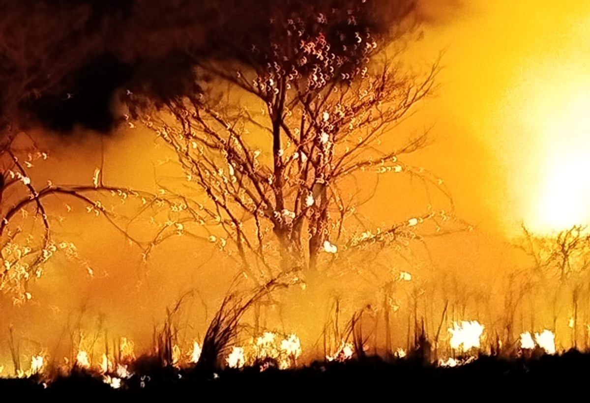 Vídeo: fogo sem controle atinge parque estadual em MS; animais silvestres são ameaçados por chamas