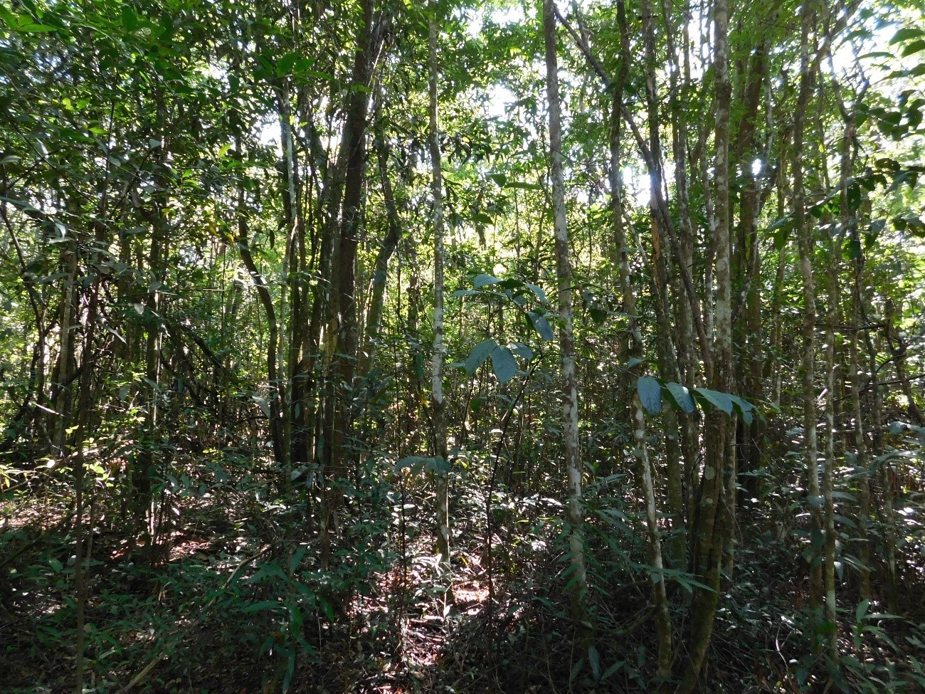 Falta de manejo adequado reduz biodiversidade do Cerrado, aponta estudo da Unicamp