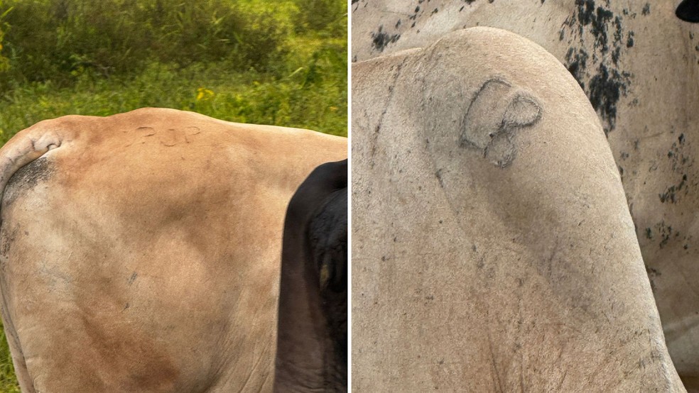 Quase 100 cabe&ccedil;as de gado s&atilde;o furtadas em Ilha Solteira (SP) &mdash; Foto: Pol&iacute;cia Civil/Divulga&ccedil;&atilde;o