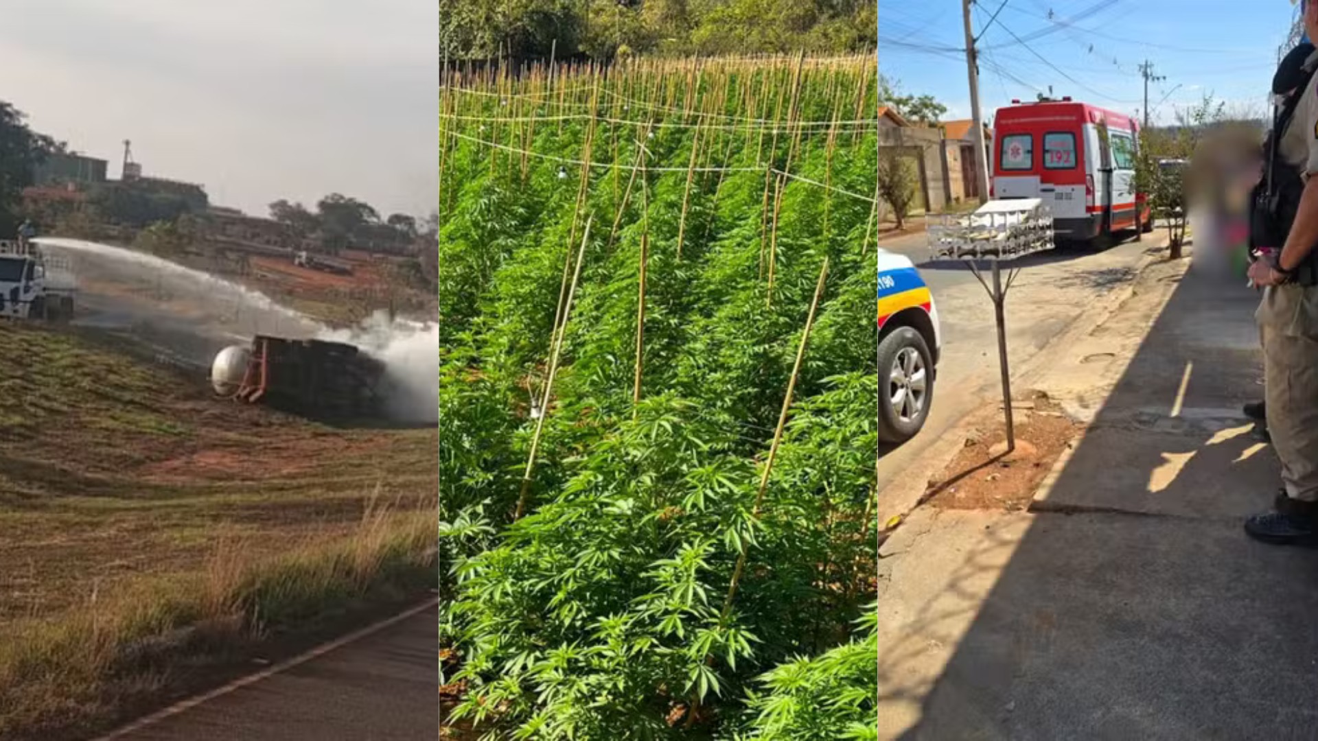 Você viu? Caminhoneiro esmagado por caminhão-tanque, 'fazenda da maconha' com 6 mil pés e bebê cai de colo da avó durante briga
