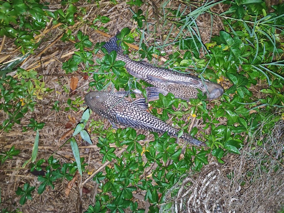 Dupla é flagrado pescando com tarrafas, tenta fugir pulando na água e recebe multa de R$ 4 mil, em Rancharia (SP) — Foto: Polícia Ambiental