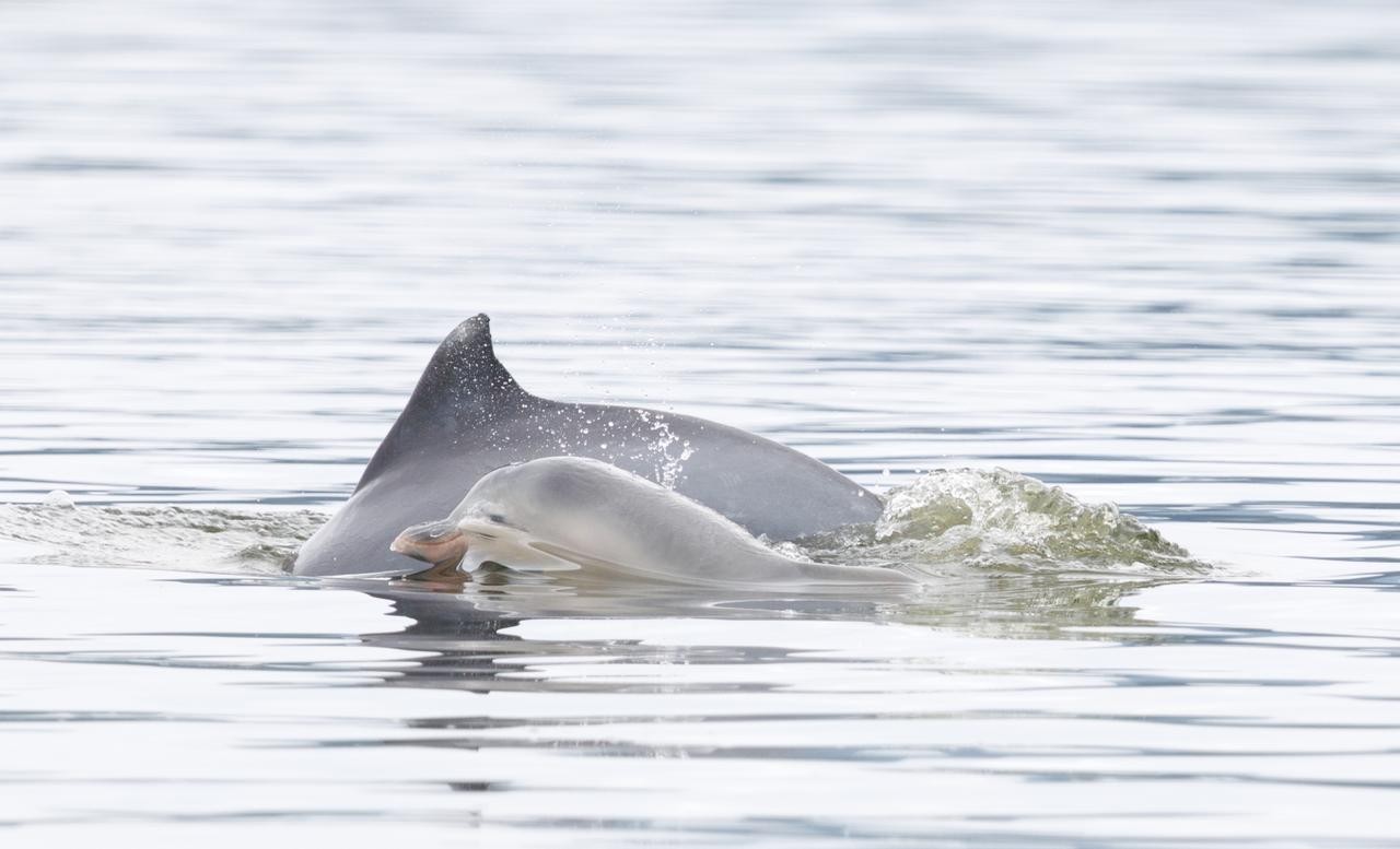 Filhotes de boto-cinza nascem na Baía de Guanabara; FOTOS