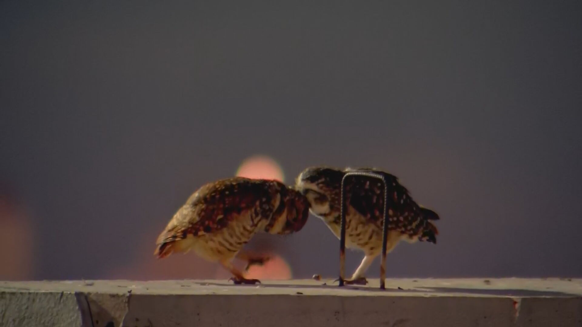 VÍDEO: casal de corujas é flagrado em momento de 'carinho' em eclipse lunar no interior de SP