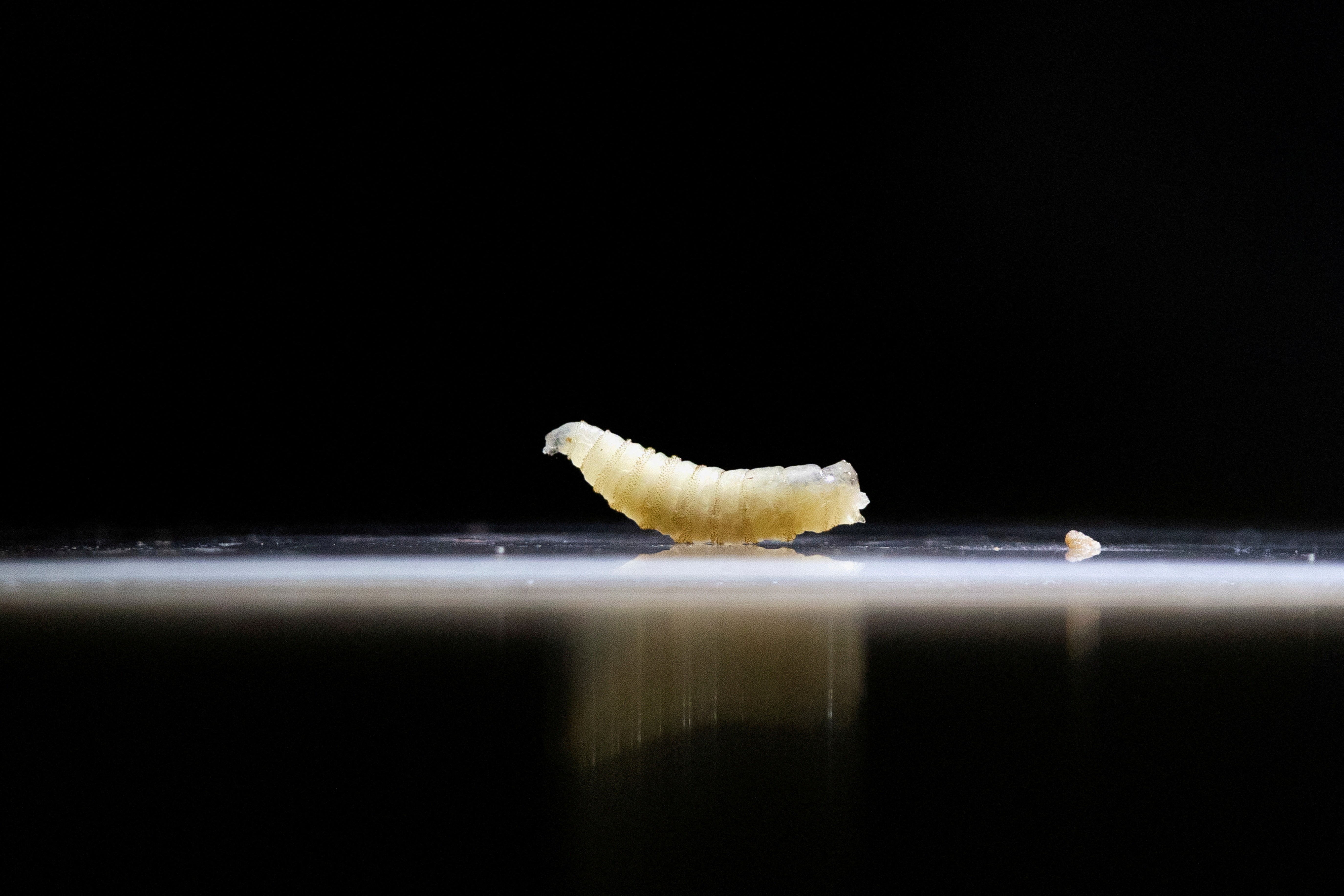 Larva que come animais vivos e pode matar vira motivo de alerta após ser