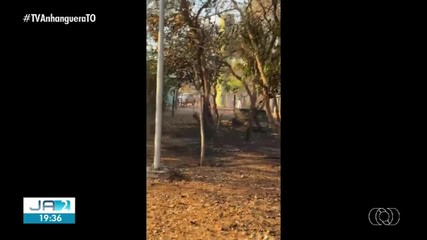 Centro de Fauna do Tocantins registra incêndio em área de atendimento a animais