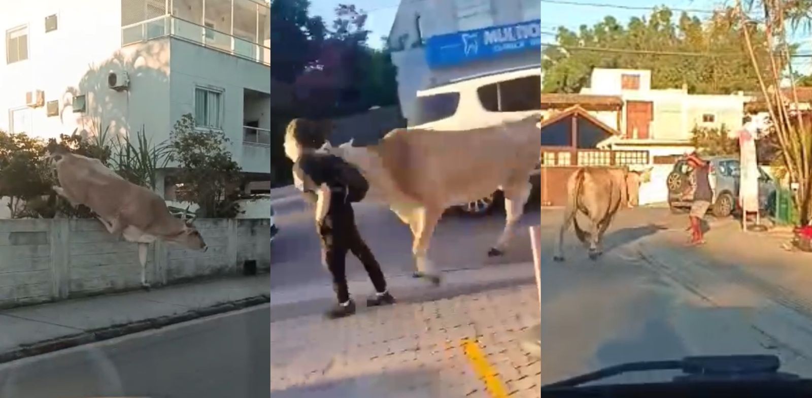 VÍDEO: boi solto pula muro, chifra pedestre e assusta moradores em bairro de Florianópolis