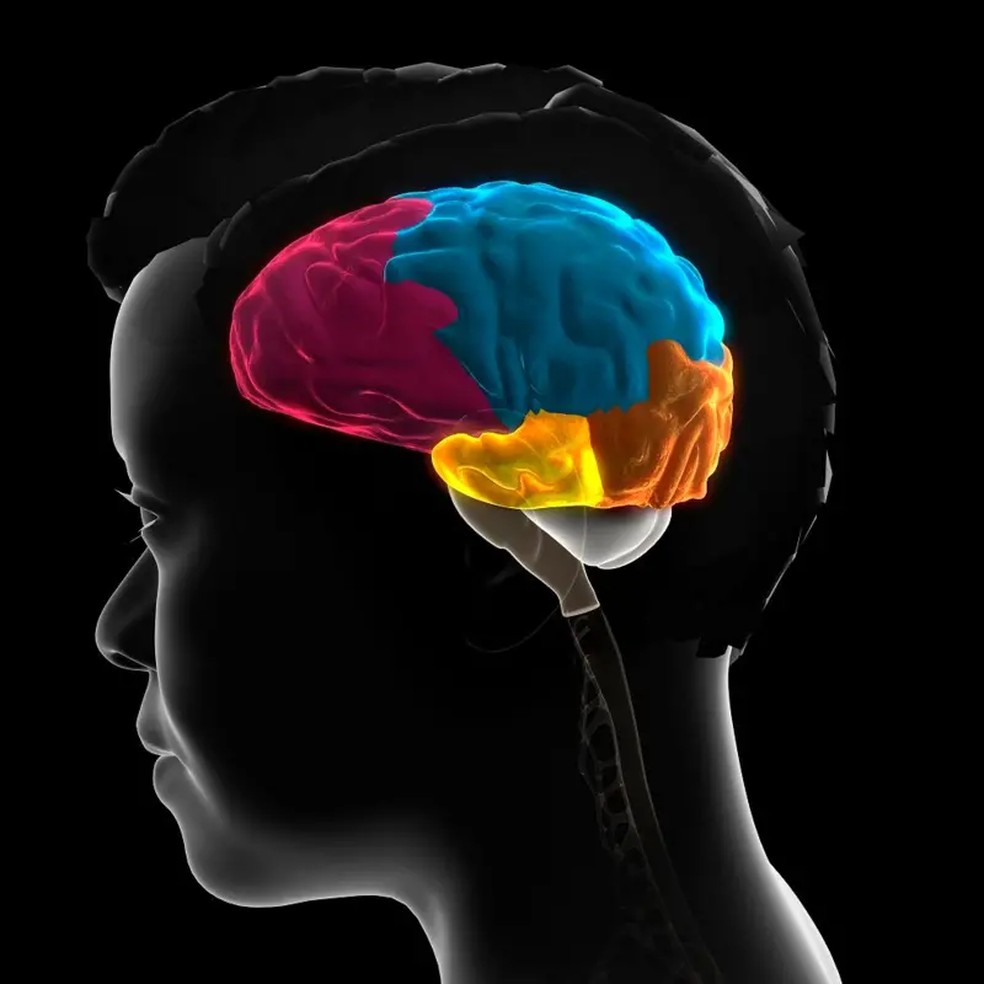 Lóbulo frontal do cérebro em rosa, lóbulo parietal em azul, lóbulo occipital em laranja e lóbulo temporal em amarelo. — Foto: GETTY IMAGES via BBC