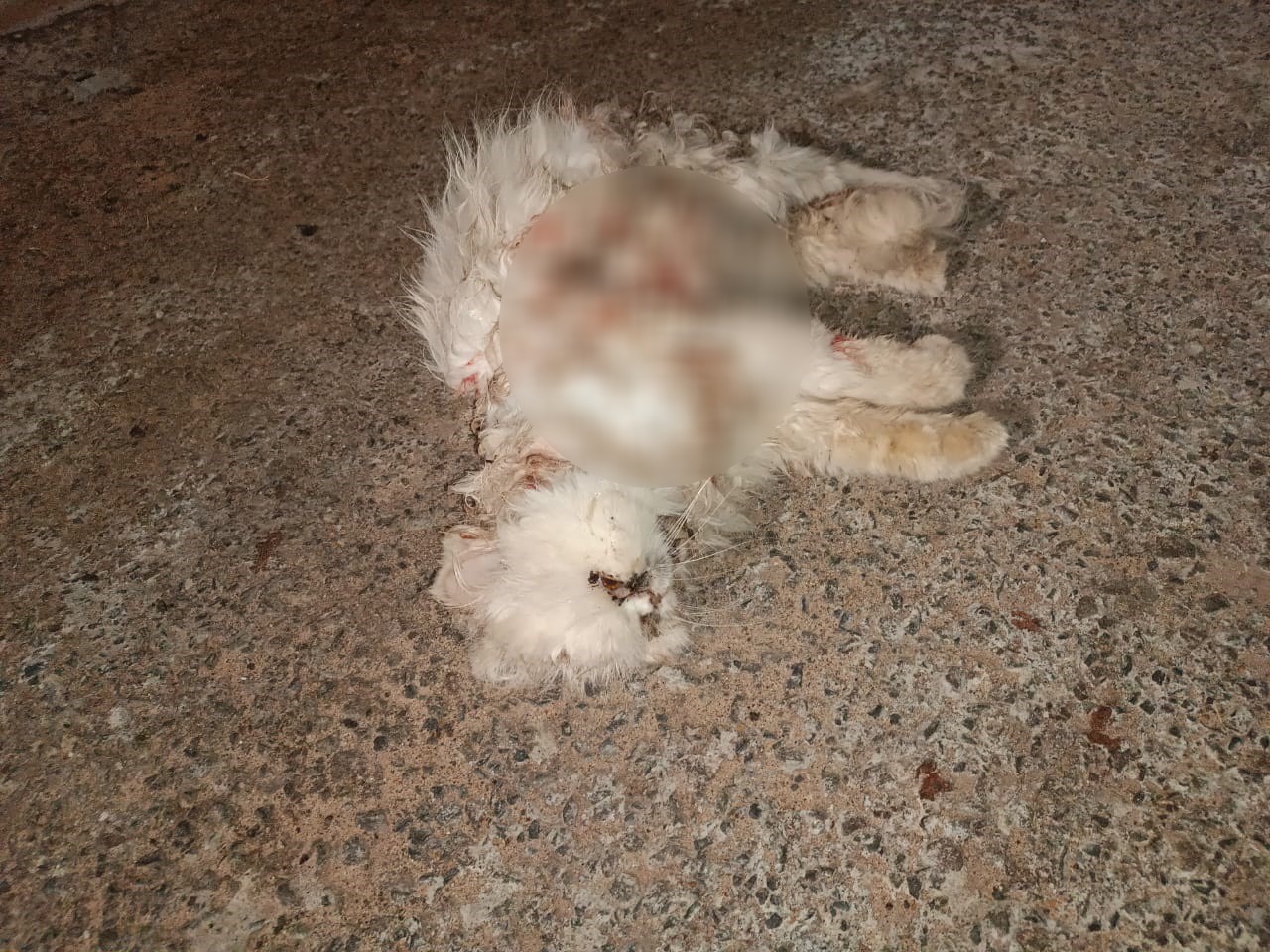 Homem é multado em R$ 6 mil após 'instigar' cães a atacar e matar gato em Anhumas