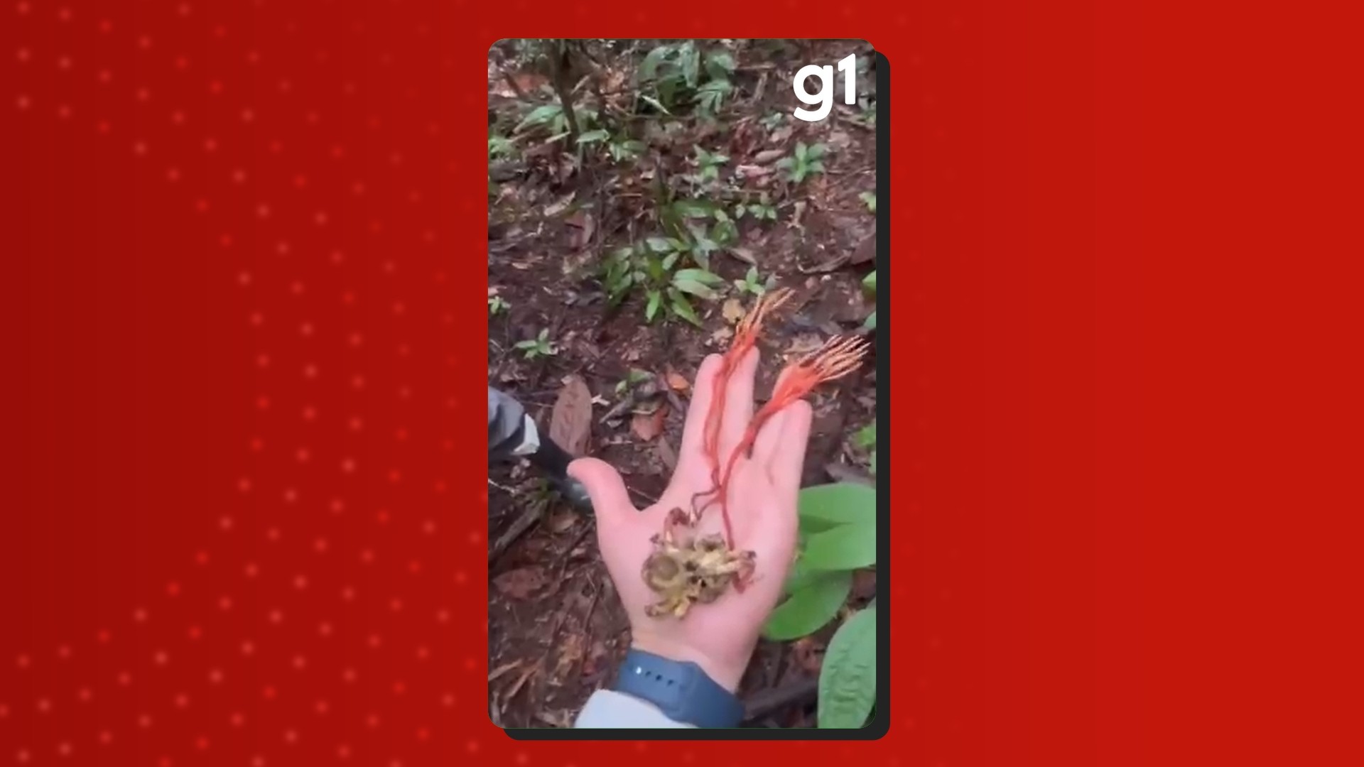 VÍDEO: Cientistas encontram fungo 'zumbi' em tarântula gigante na Amazônia