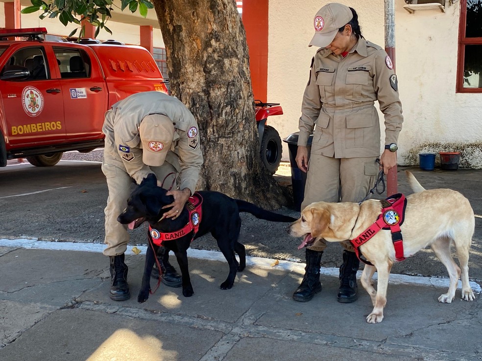 Cães Maya e Bela ajudam no resgate — Foto: Reprodução