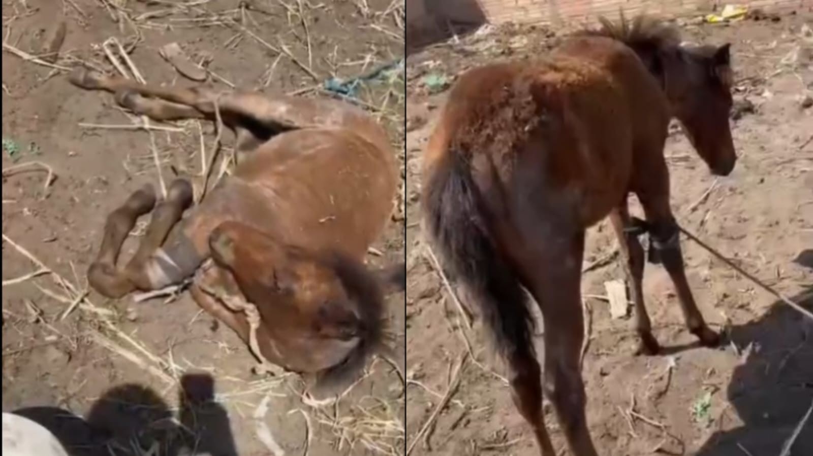 Vídeo mostra cavalos amarrados sob sol forte e com ferimento em terreno de Santarém; moradores denunciam maus-tratos