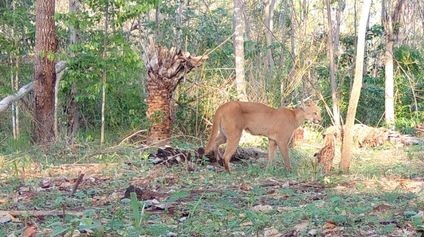 Câmeras trap registram filhotes de onça, anta e veado com camuflagem natural