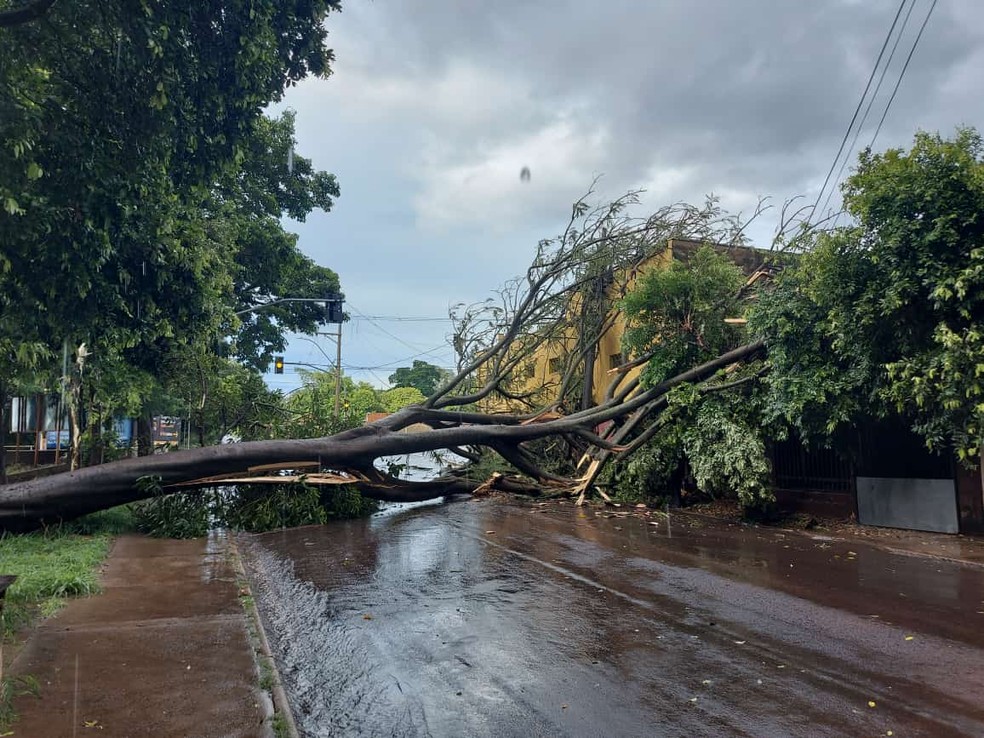 Temporal derruba árvore no Jardim Vitória I em Itapólis e deixa moradores em energia elétrica neste 25 de dezembro — Foto: Arquivo Pessoal