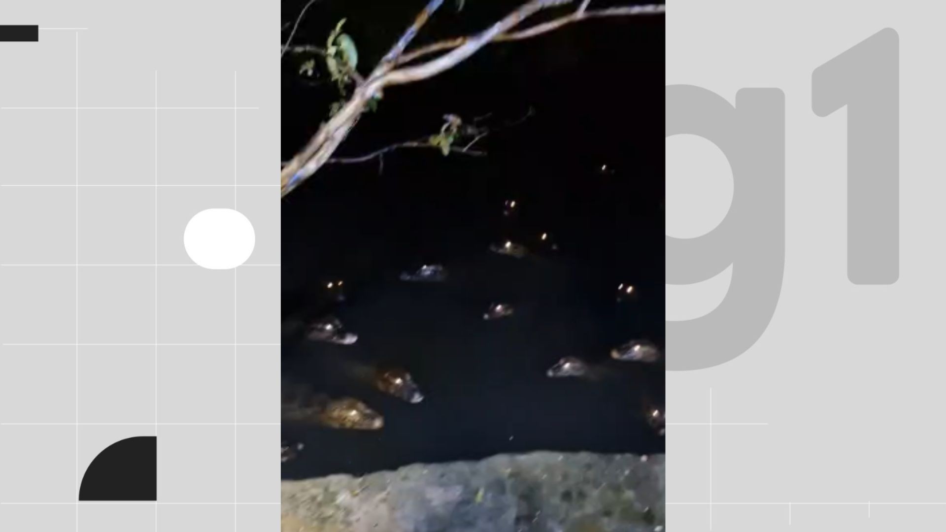 Fotógrafo flagra 'reunião' de jacarés no açude de Apipucos, no Recife: 'Achava que eram sapos', diz
