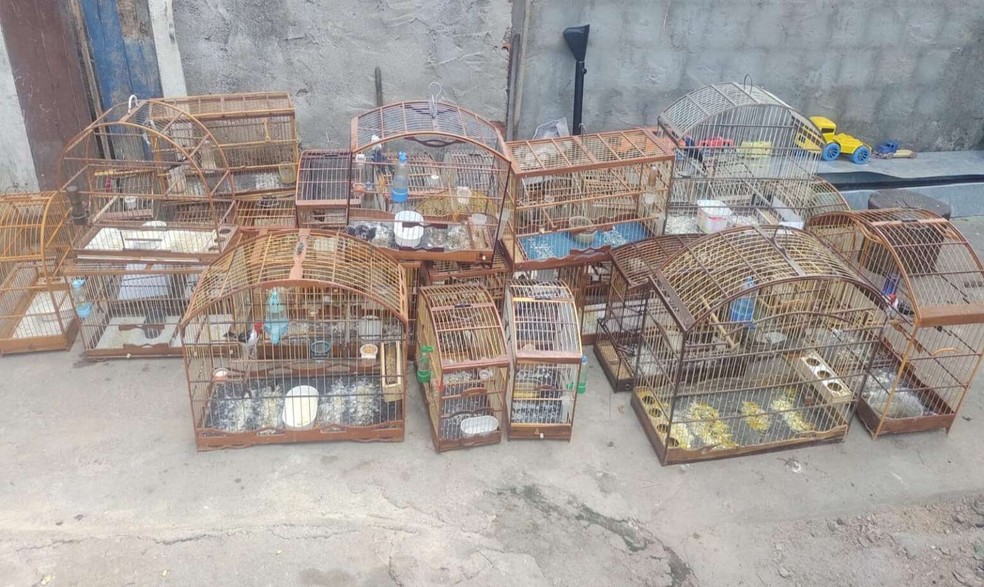 Homem é detido e 34 aves silvestres são resgatadas pela PMCE em Iguatu. — Foto: Divulgação/Secretaria da Segurança Pública.