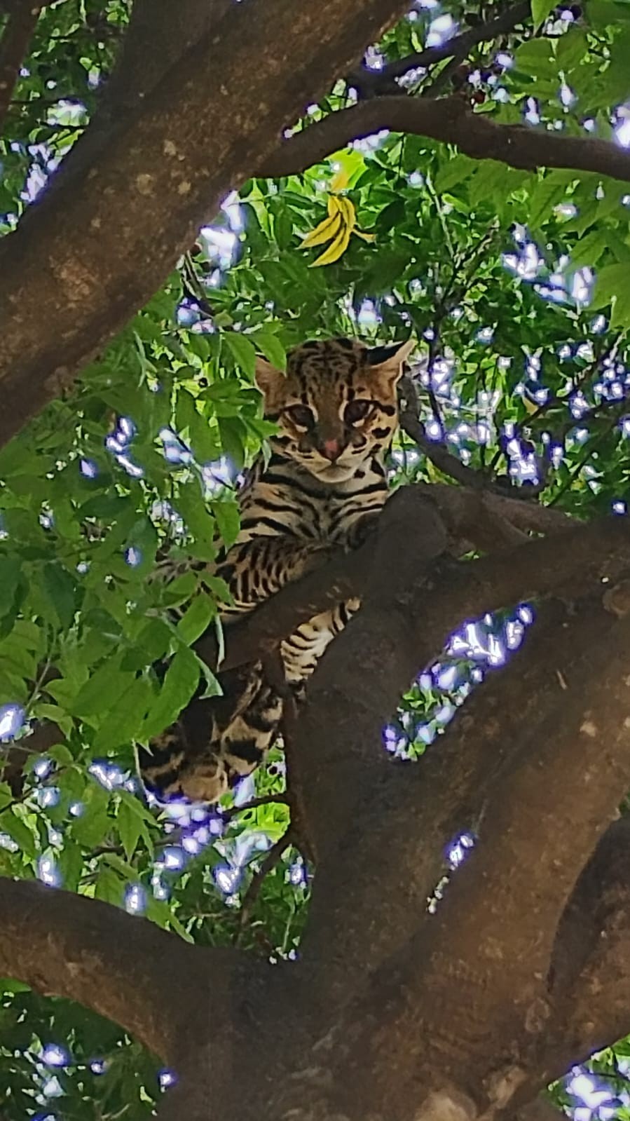 VÍDEO: Jaguatirica é resgatada de árvore em Uberlândia