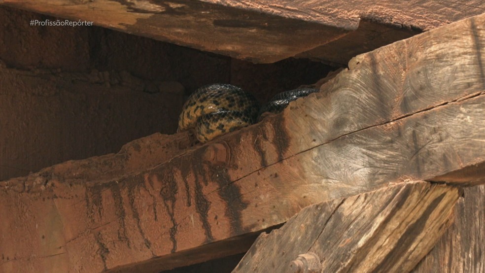 Pantanal: Profissão Repórter acompanha o trabalho de resgate de animais após incêndios — Foto: Reprodução/TV Globo