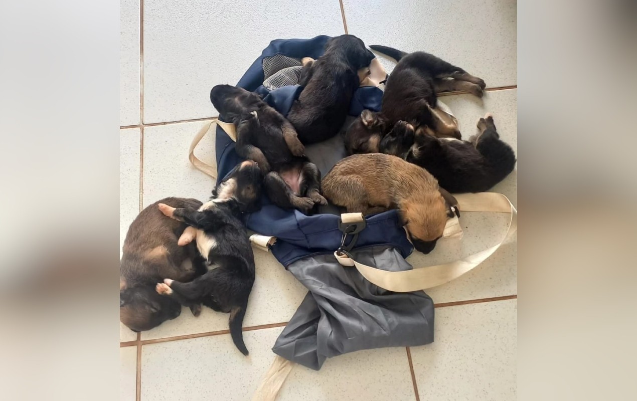 Mulher é investigada após abandonar sete filhotes de cachorro dentro de uma bolsa na Secretaria de Meio Ambiente em Cerqueira César
