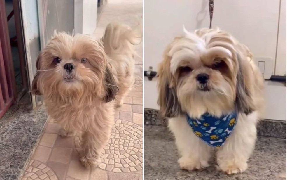 Cachorro foge de casa e vai a pet shop sozinho para tomar banho; vídeo — Foto: Reprodução/Instagram Dermato Vet Puro Amor