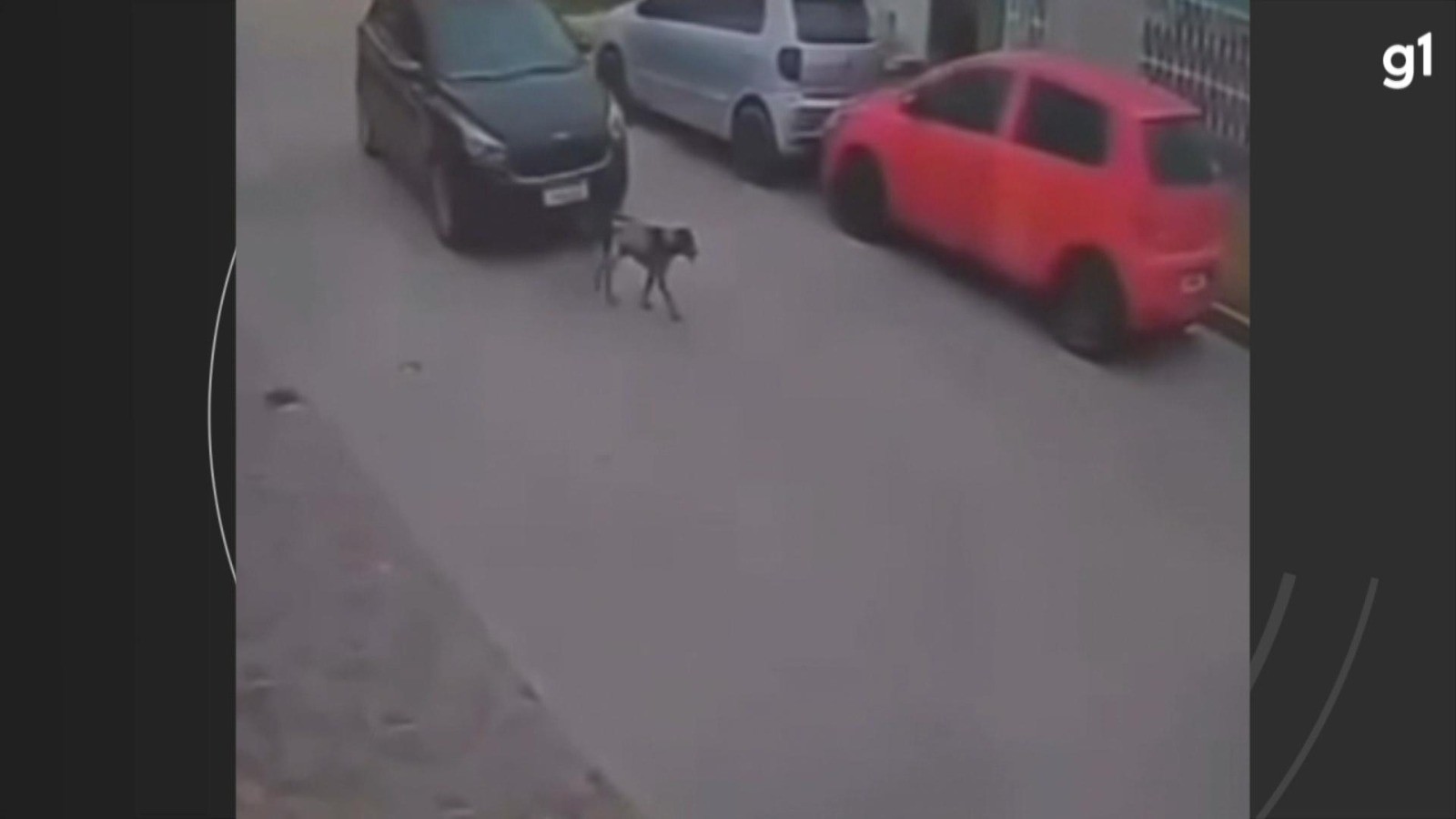 Cachorro morre após ser atropelado por carro em Rio Grande; VÍDEO