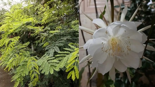 Plantas invasoras ameaçam o meio ambiente e devem ser eliminadas de Campo Grande - Foto: (Reprodução/Eduardo Alves de Jesus)