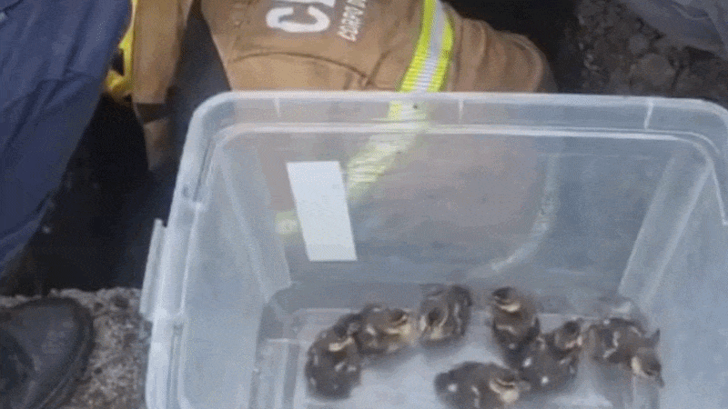 VÍDEO: patinhos se perdem da mãe, caem em bueiro à beira de estrada e são resgatados por bombeiros