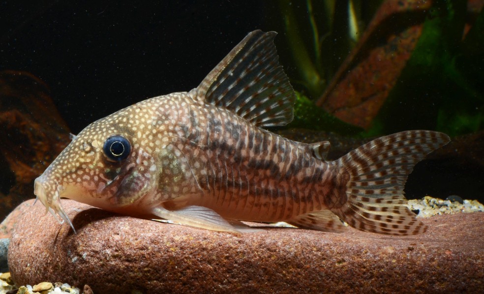 Hoplisoma noxium — Foto: Hans Evers