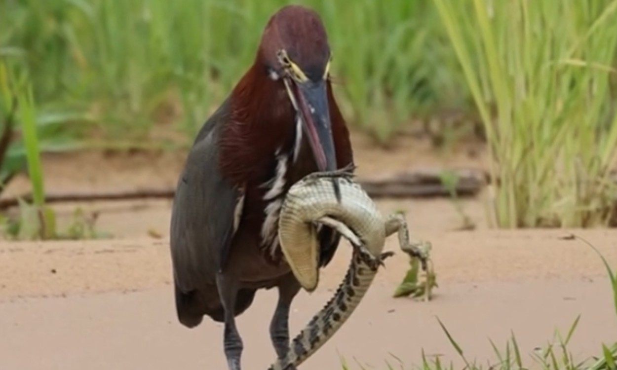 Socó-boi é flagrado predando filhote de jacaré no Pantanal de Mato Grosso