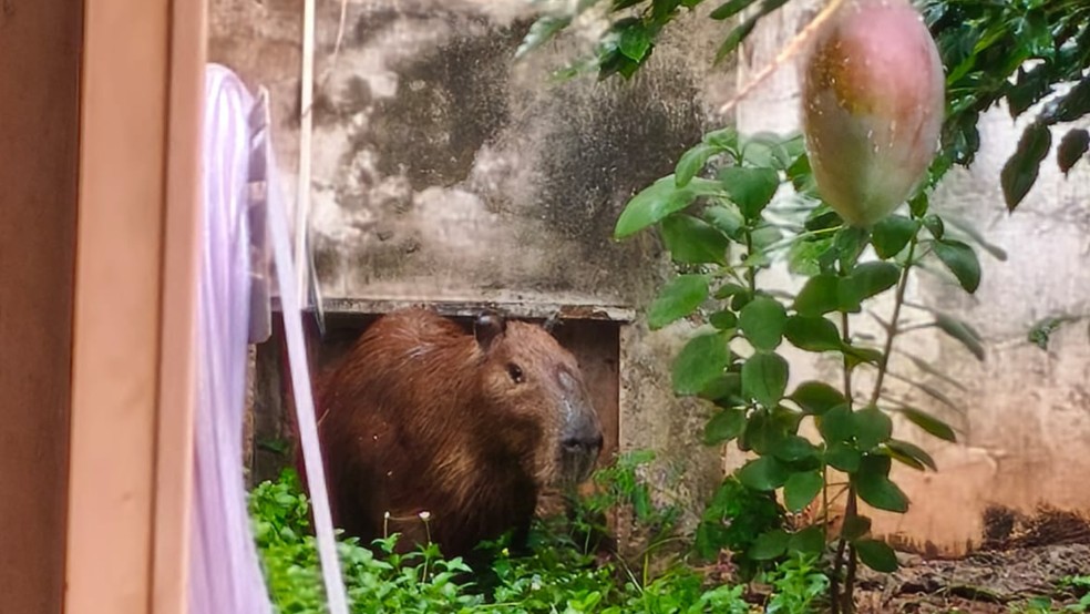 São José do Rio Preto: Capivara 'invade' quintal de casa e se abriga debaixo de árvore para 'fugir' da chuva
