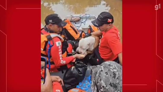 VÍDEO: Bombeiros do DF resgatam cães ilhados no RS - Programa: G1 DF 