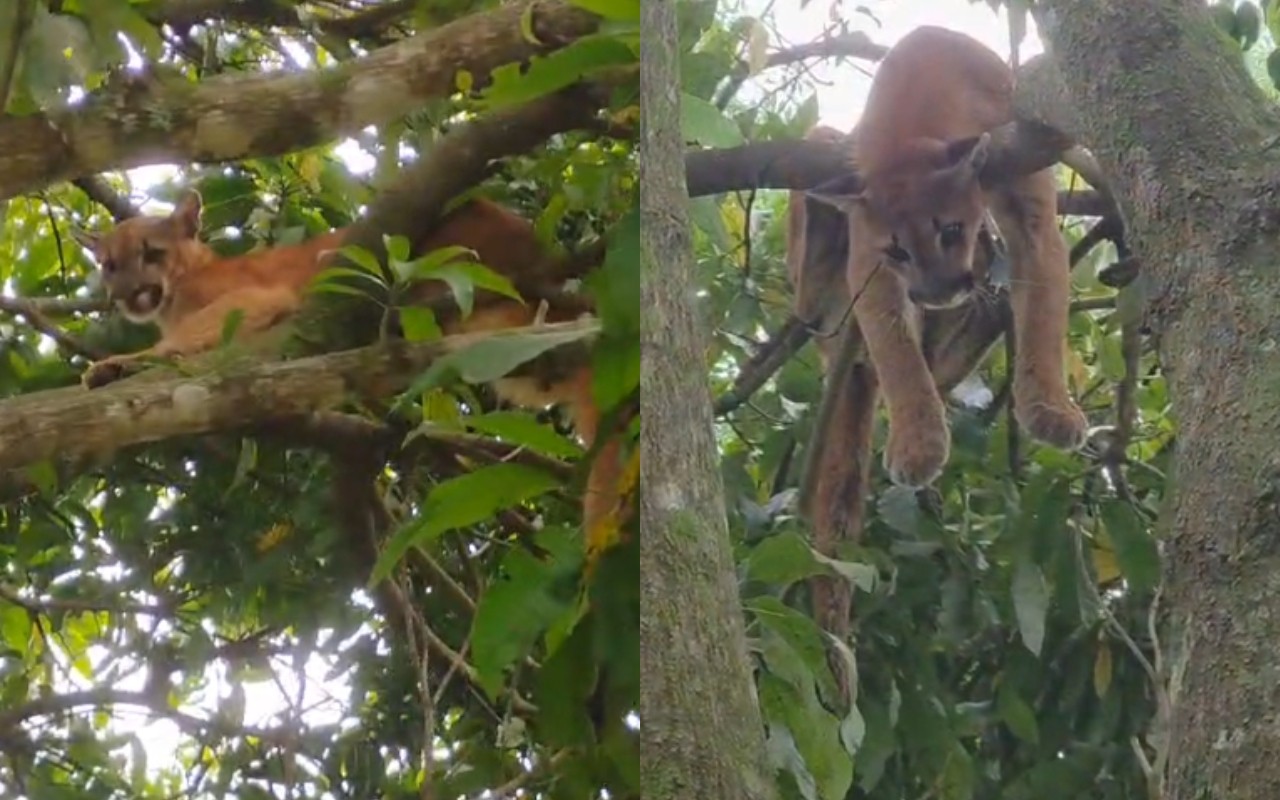 VÍDEO: onça-parda é resgatada em sítio e devolvida à natureza em Pilar do Sul