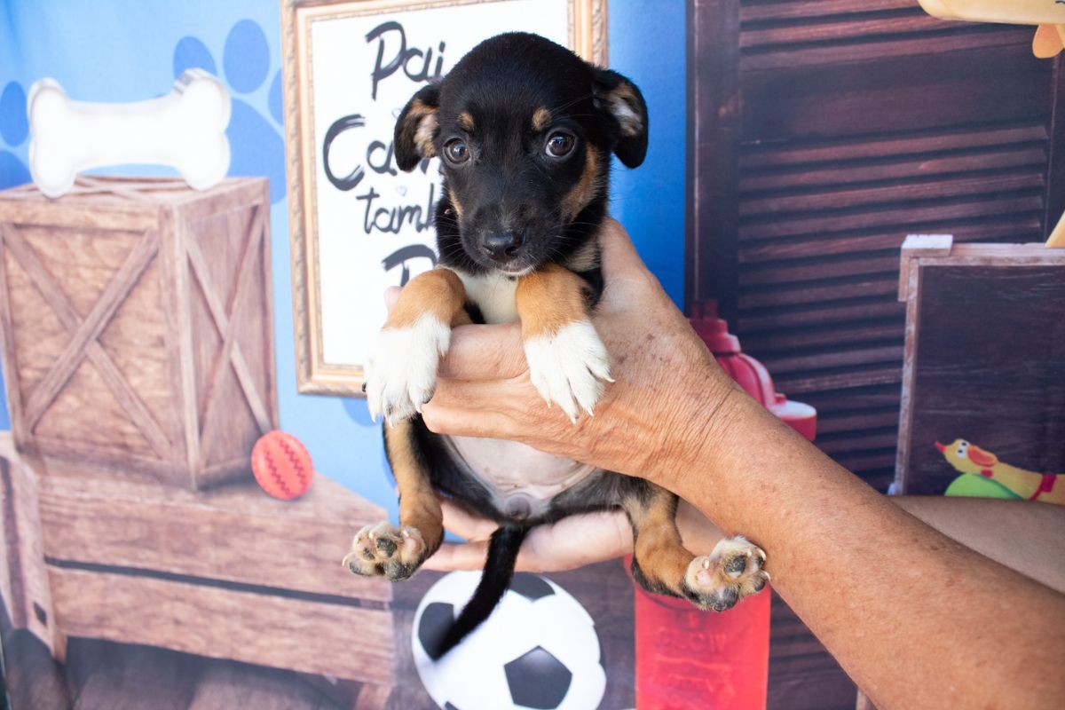 São Vicente, SP, oferece atendimento veterinário gratuito; veja locais